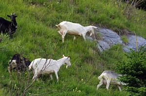 CHEVRE DE RACE ALPINE EN ALPAGE, BEAUFORTIN 