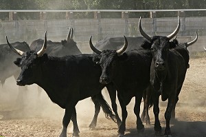 RACE BOVINE CAMARGUAISE, MANADE, CAMARGUE, GARD (30) 