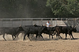 RACE BOVINE CAMARGUAISE, MANADE, CAMARGUE, GARD (30) 