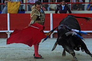 CORRIDA DE TOROS, TAUREAU DE COMBAT CROISES CAMARGUE - ESPAGNOL, ARENE DE SAINT GILLES, MISE A MORT, TOREADOR, GARD (30) 