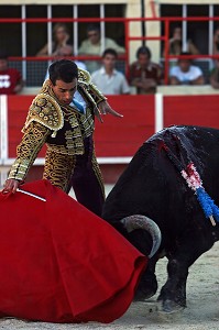 CORRIDA DE TOROS, TAUREAU DE COMBAT CROISES CAMARGUE - ESPAGNOL, ARENE DE SAINT GILLES, MISE A MORT, TOREADOR, GARD (30) 