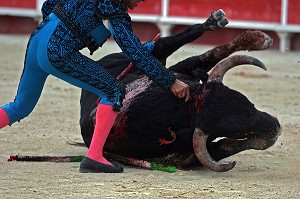 CORRIDA DE TOROS, TAUREAU DE COMBAT CROISES CAMARGUE - ESPAGNOL, ARENE DE SAINT GILLES, MISE A MORT, TOREADOR, GARD (30) 