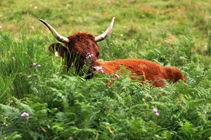 VACHE DE RACE BOVINE SALERS AU PRE, CANTAL (15) 
