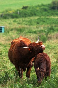 VACHE DE RACE BOVINE SALERS AU PRE, CANTAL (15) 