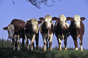 VACHES DE RACE MONTBELIARDE DANS UN CHAMPS, GENISSE, DOUBS (25) 