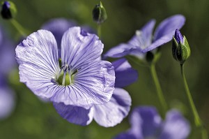 FLEUR DE LIN, MAUVE, EURE (27) 