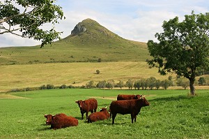 VACHE DE RACE BOVINE SALERS AU PRE, CANTAL (15) 