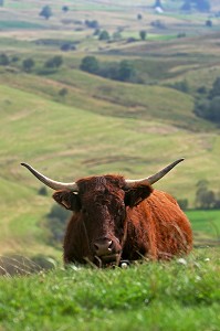 VACHE DE RACE BOVINE SALERS AU PRE, CANTAL (15) 