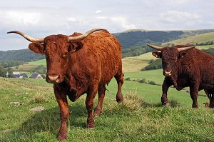 VACHE DE RACE BOVINE SALERS AU PRE, CANTAL (15) 