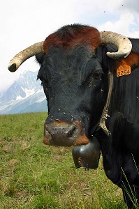 VACHE DE RACE BOVINE HERENS EN ALPAGE, SAVOIE (73), RHONE-ALPES, FRANCE 