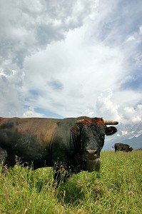 VACHE DE RACE BOVINE HERENS EN ALPAGE, SAVOIE (73), RHONE-ALPES, FRANCE 
