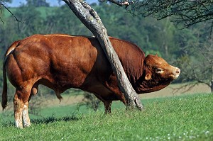 TAUREAU DE RACE BOVINE LIMOUSINE, ORNE (61), NORMANDIE, FRANCE 