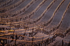 VIGNES DE VOLNAY EN HIVER, VINS DE BOURGOGNE, COTE D'OR (21), FRANCE 