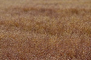 CHAMP DE LIN SUR PIED, EURE-ET-LOIR (28), FRANCE 
