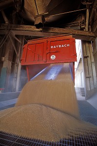 DECHARGEMENT D'UNE REMORQUE DE BLE A LA COOPERATIVE AGRICOLE, BEAUCE, EURE-ET-LOIR (28), FRANCE 