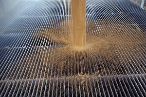 DECHARGEMENT D'UNE REMORQUE DE BLE A LA COOPERATIVE AGRICOLE, BEAUCE, EURE-ET-LOIR (28), FRANCE 