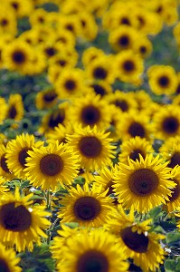 FLEURS DE TOURNESOL, INDRE-ET-LOIRE (37), FRANCE 