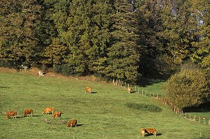 VACHES DE RACE LIMOUSINE AU PRE, REGION DE LIMOGES, FRANCE 