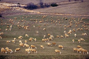 ELEVAGE DE MOUTONS EN ARIEGE (09), FRANCE 