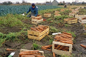 RAMASSAGE DES CAROTTES ET POIREAUX ISSUS DE L'AGRICULTURE BIOLOGIQUE, CORREZE, FRANCE 