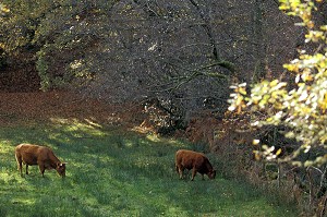 VACHES DE RACE LIMOUSINE AU PRE, DORDOGNE (24), FRANCE 