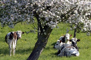 VACHES NORMANDES A L'OMBRE SOUS DES POMMIERS EN FLEURS, NORMANDIE, FRANCE