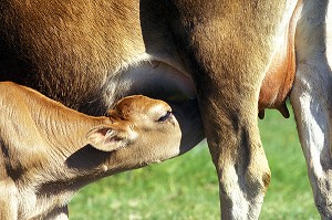 VACHE AUBRAC ET SON PETIT, VEAU QUI TETE LA MAMELLE DE SA MERE, PIE DE LA VACHE, AVEYRON (12), FRANCE 