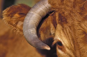 VACHE DE RACE LIMOUSINE, DETAIL DE CORNE, DORDOGNE, FRANCE 