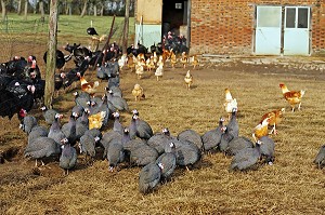 PINTADES, POULES ET DINDES, ANIMAUX DE BASSE-COUR, ELEVAGE FERMIER, EURE (27), NORMANDIE, FRANCE 