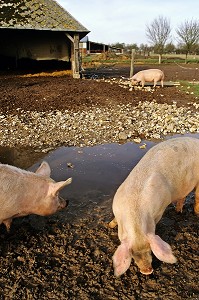 ELEVAGE DE COCHON EN PLEIN AIR, NORMANDIE, FRANCE 