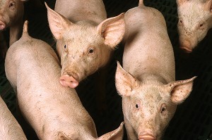 ELEVAGE DE PORCS EN BATTERIE, LAMBALLE, BRETAGNE 