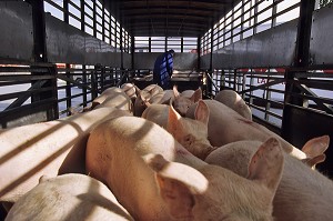 TRANSPORT ANIMAL DES BETES (COCHONS) EN CAMION VERS L'ABATTOIR, BRETAGNE, FRANCE 