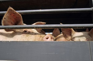 TRANSPORT ANIMAL DES BETES (COCHONS) EN CAMION VERS ABATTOIR, BRETAGNE, FRANCE 