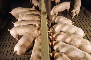 ELEVAGE DE PORCS EN BATTERIE, LAMBALLE, BRETAGNE, FRANCE 