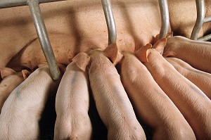 ALLAITEMENT DES PORCELETS DANS UN ELEVAGE DE PORCS EN BATTERIE, LAMBALLE, BRETAGNE, FRANCE  
