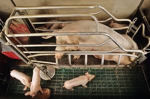 ALLAITEMENT DES PORCELETS DANS UN ELEVAGE DE PORCS EN BATTERIE, LAMBALLE, BRETAGNE, FRANCE  