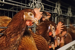 ELEVAGE INTENSIF DE POULES PONDEUSES POUR LA PONTE DES OEUFS, BRETAGNE, FRANCE  