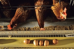 ELEVAGE INTENSIF DE POULES PONDEUSES POUR LA PONTE DES OEUFS, BRETAGNE, FRANCE  
