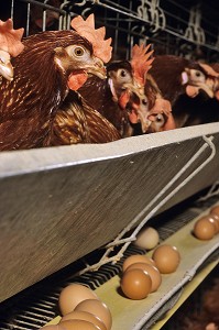 ELEVAGE INTENSIF DE POULES PONDEUSES POUR LA PONTE DES OEUFS, BRETAGNE, FRANCE  