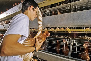 ELEVAGE INTENSIF DE POULES PONDEUSES POUR LA PONTE DES OEUFS, BRETAGNE, FRANCE  
