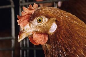 PORTRAIT DE POULES AVEC SA CRETE ROUGE DANS UN ELEVAGE INTENSIF DE POULES PONDEUSES POUR LA PONTE DES OEUFS, BRETAGNE, FRANCE  