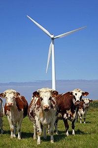 TROUPEAU DE VACHES DE RACE NORMANDE DEVANT DES EOLIENNES, PLATEAU DE FECAMP, SEINE-MARITIME 