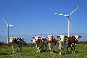 TROUPEAU DE VACHES DE RACE NORMANDE DEVANT DES EOLIENNES, PLATEAU DE FECAMP, SEINE-MARITIME (76), FRANCE 