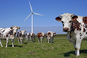 TROUPEAU DE VACHES DE RACE NORMANDE DEVANT DES EOLIENNES, PLATEAU DE FECAMP, SEINE-MARITIME (76), FRANCE 