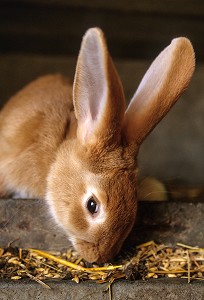 LAPIN QUI MANGE DU GRAIN, ELEVAGE DE LAPINS A LA FERME, RUGLES, EURE (27), FRANCE 