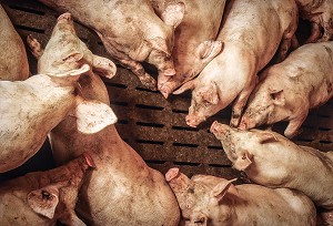 COCHONS ALLONGES AU SOL, ELEVAGE DE PORCS EN BATTERIE, LAMBALLE, BRETAGNE, FRANCE 