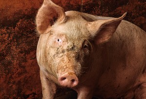 PORTRAIT D'UN COCHON DANS UN ELEVAGE DE PORCS EN BATTERIE, LAMBALLE, BRETAGNE, FRANCE 