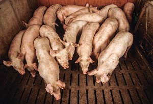 JEUNES COCHONS ENTASSES DANS UNE STABULE, ELEVAGE DE PORCS EN BATTERIE, LAMBALLE, BRETAGNE, FRANCE 