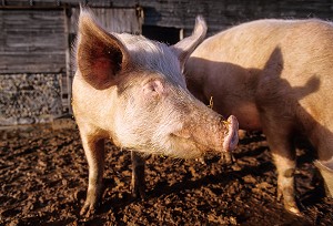 COCHONS DANS LA BOUE DE LA FERME, ELEVAGE FERMIER DE PORCS, RUGLES, EURE (27), FRANCE 