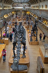 GALERIE DE PALEONTOLOGIE ET D'ANATOMIE COMPAREE 